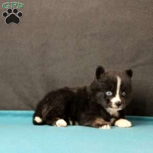 Sawyer, Pomsky Puppy